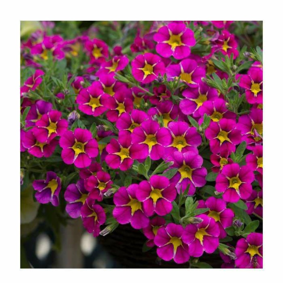 Bedding Plants * | Calibrachoa 'Starlight Pink' | Pack Of 5 Plug Plants