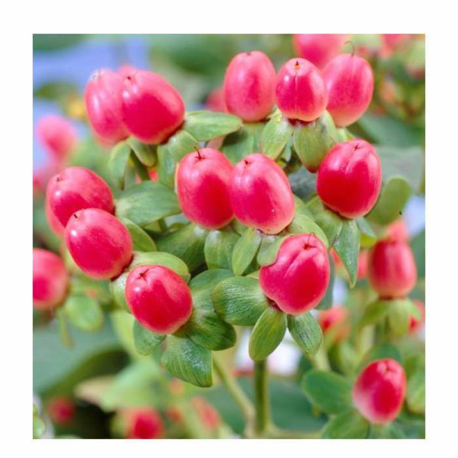 Ornamental Shrubs * | 15 20Cm Hypericum X Inodorum (Magical Red Flame) | St. John'S Wort | 9Cm Pot