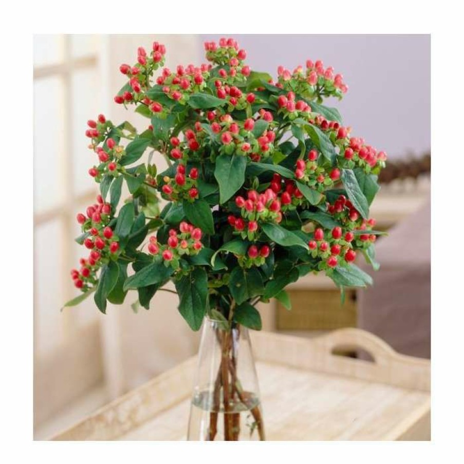 Ornamental Shrubs * | 15 20Cm Hypericum X Inodorum (Magical Red Flame) | St. John'S Wort | 9Cm Pot