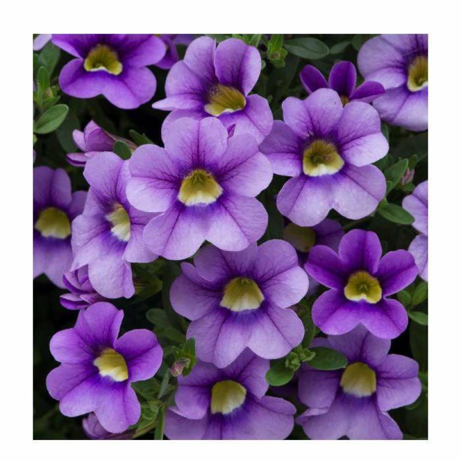 Bedding Plants * | Calibrachoa 'Cabaret Sky Blue' | Pack Of 5 Plug Plants