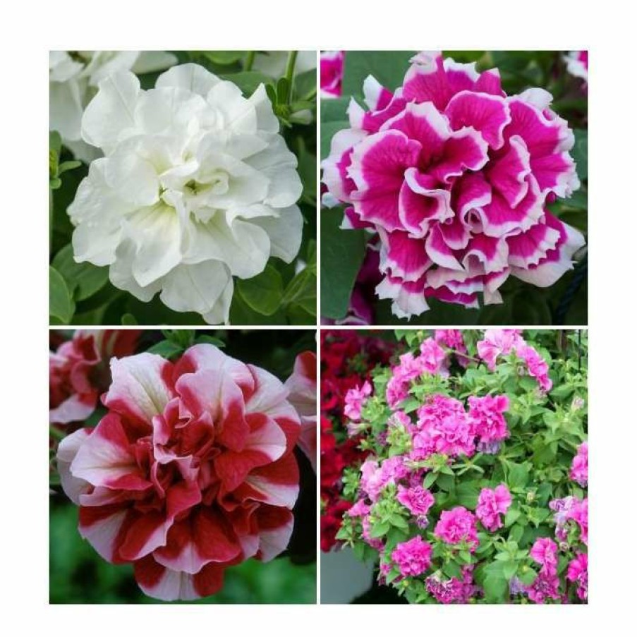 Bedding Plants * | 30 X Jumbo Plugs | Petunia Tumbelina Collection | Hand-Picked By Experts