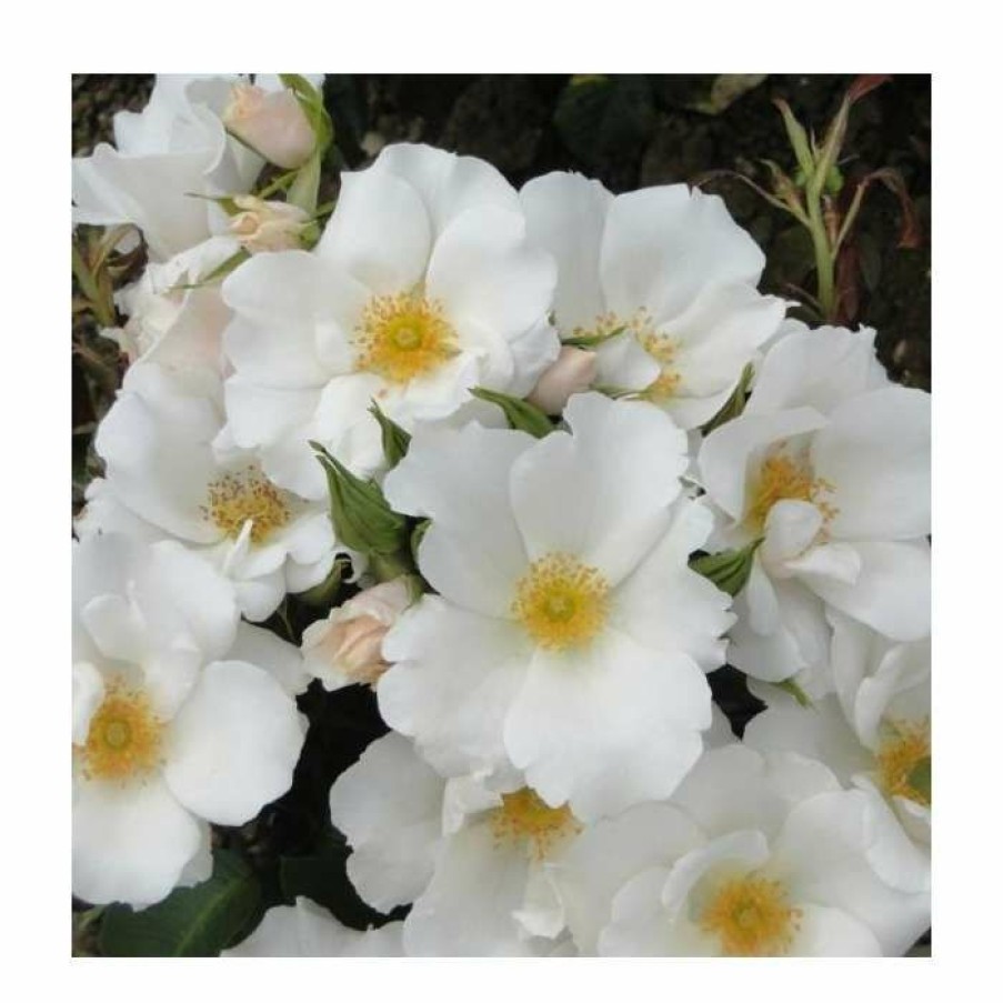 Rose Bushes * | Simple White | Shrub Rose