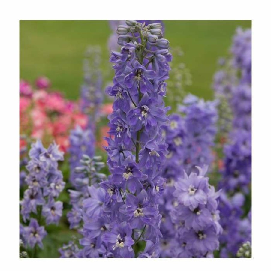 Perennial Plants * | Delphinium Elatum Magic Fountains 'Lavender With White Bee' | Perennial | 5 X Large Plugs