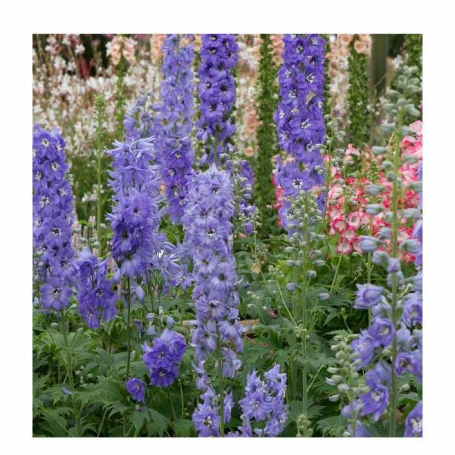 Perennial Plants * | Delphinium Elatum Magic Fountains 'Lavender With White Bee' | Perennial | 5 X Large Plugs