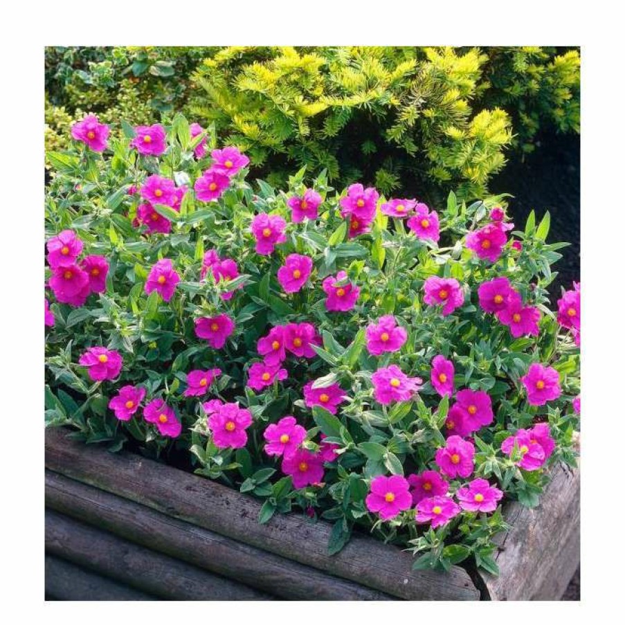 Ornamental Shrubs * | 40Cm Cistus Argenteus 'Sunset' | 2 Litre Pot