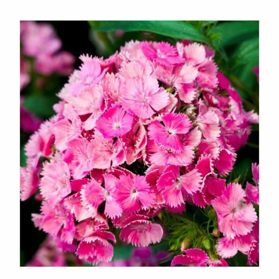 Perennial Plants * | Dianthus Barbatus 'Dash F1 Pink' | 10.5Cm Pot