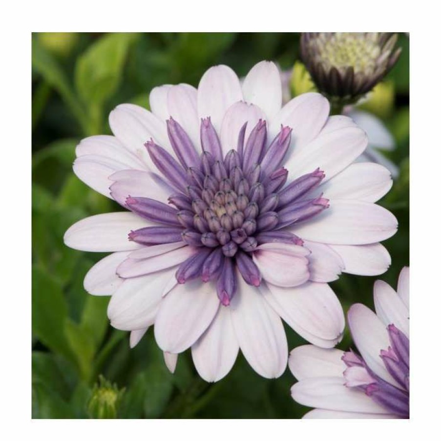 Bedding Plants * | Osteospermum 3D 'Double Violet Ice' | Bedding | 5 X Large Plugs