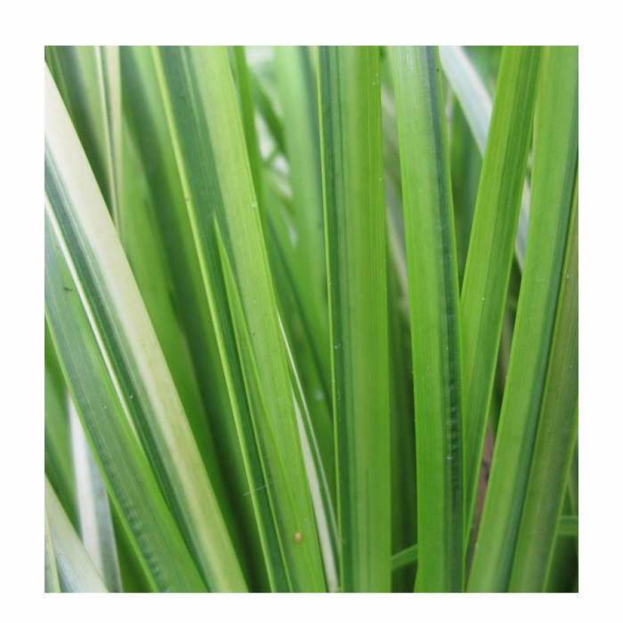 Pond Plants * | Slender Sweet Flag | Acorus Gramineus 'Ogon'