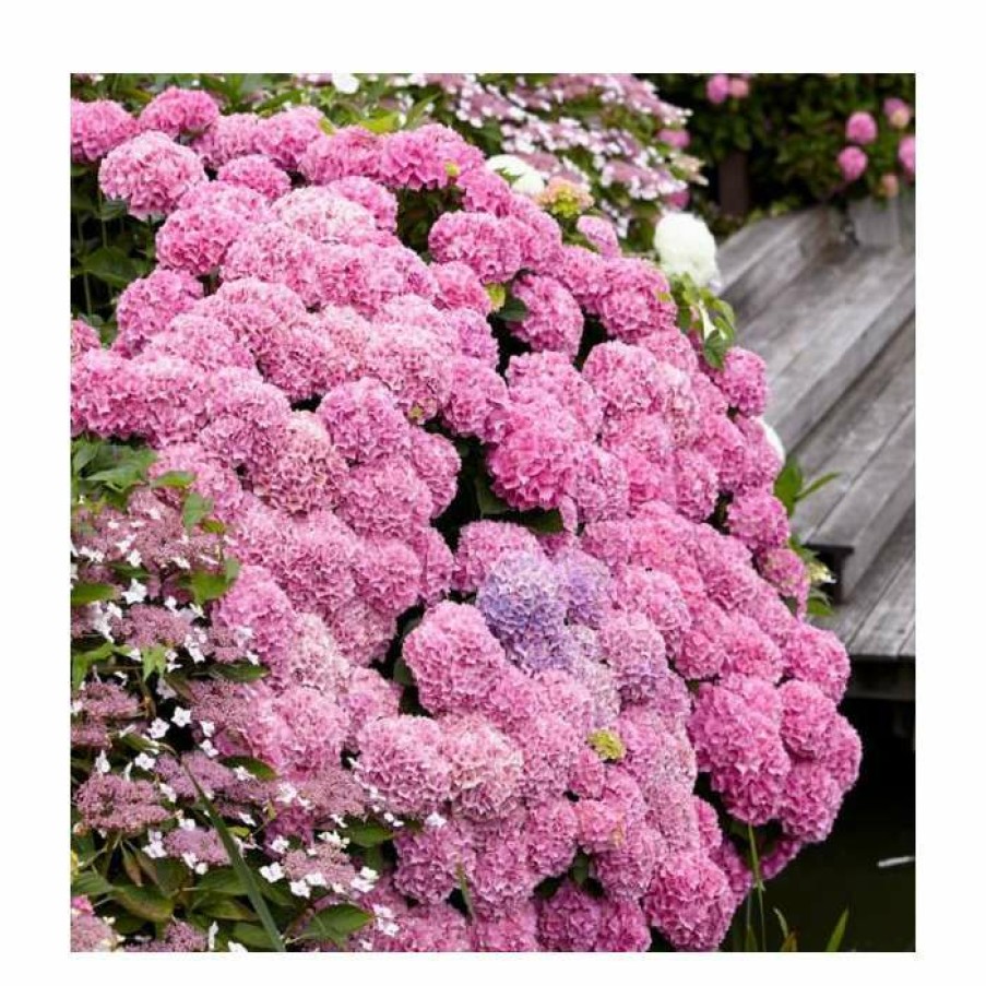 Ornamental Shrubs * | 10 15Cm Hydrangea Macrophylla Dolce (R) France | 9Cm Pot