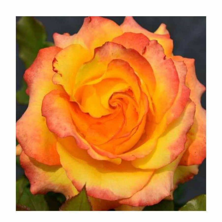 Rose Bushes * | Tequila Sunrise' Bush Rose 4L Pot