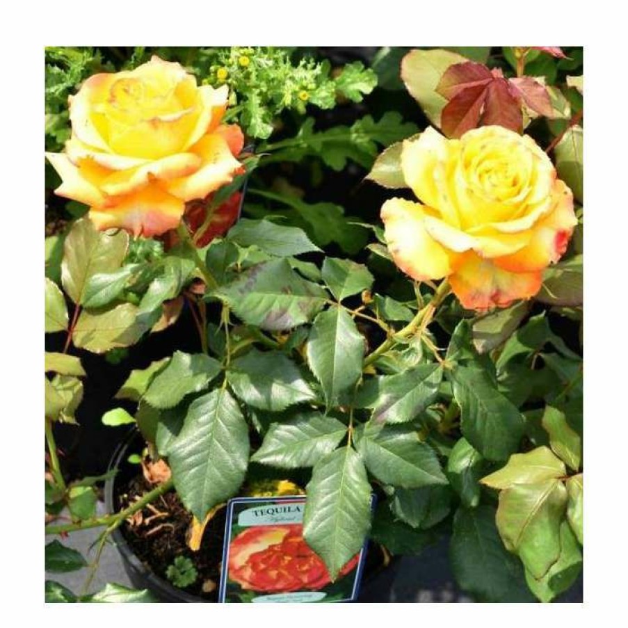 Rose Bushes * | Tequila Sunrise' Bush Rose 4L Pot