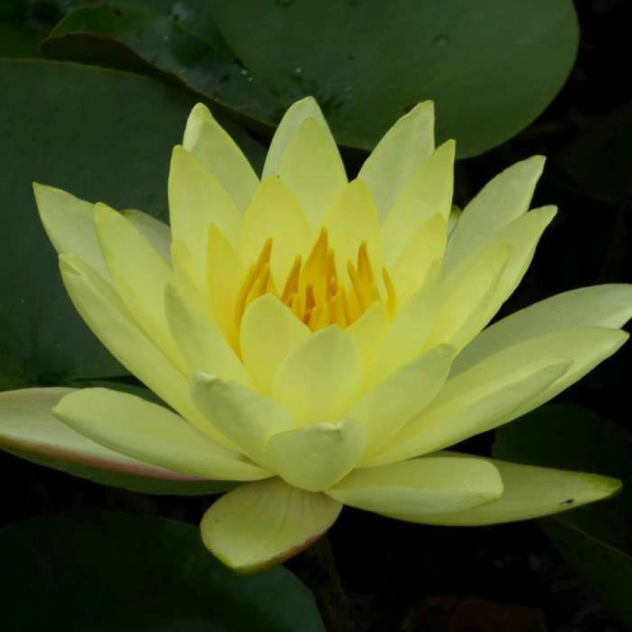 Pond Plants * | Nymphaea 'Joey Tomocik' | Water Lily