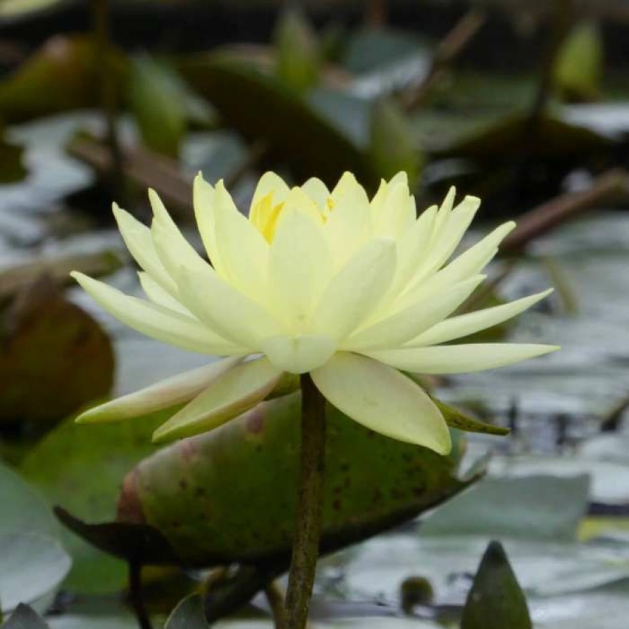 Pond Plants * | Nymphaea 'Joey Tomocik' | Water Lily