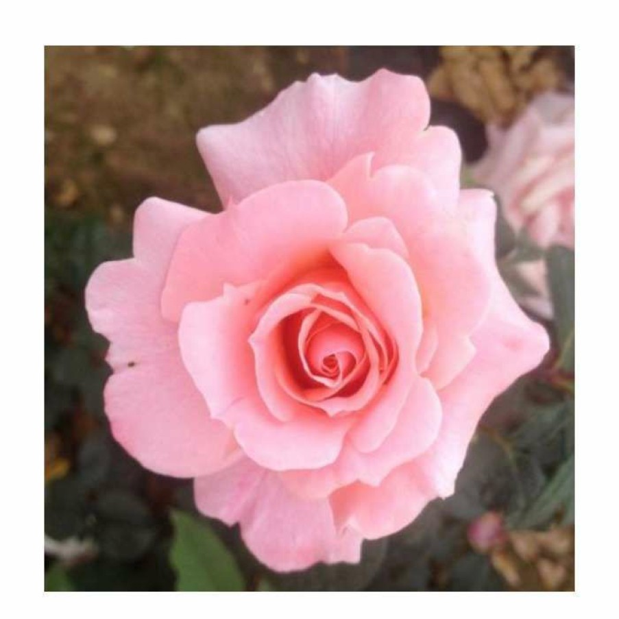 Rose Bushes * | Fab At 40 | Floribunda Rose