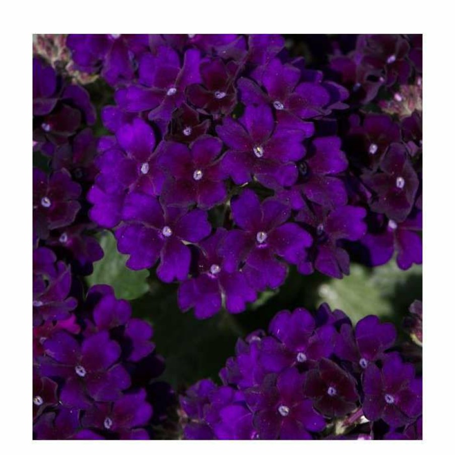 Bedding Plants * | Verbena Showboat 'Midnight' | Bedding | 5 X Large Plugs