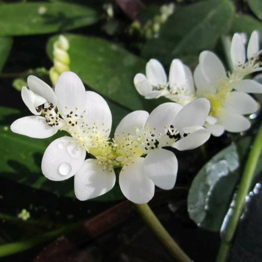 Pond Plants * | Water Hawthorn | Aponogeton Distachyus