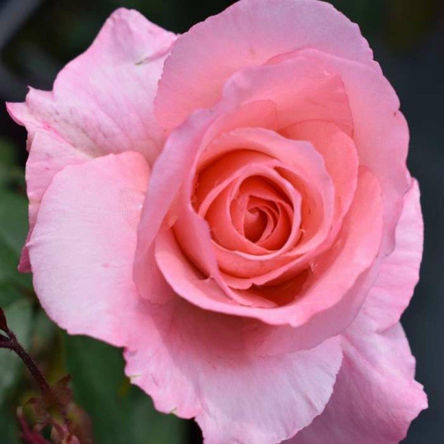 Ornamental Shrubs * | Congratulations| Hybrid Tea Rose