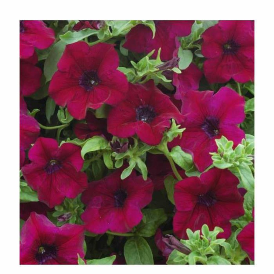 Bedding Plants * | Petunia Surfinia 'Burgundy' | Bedding | 5 X Large Plugs