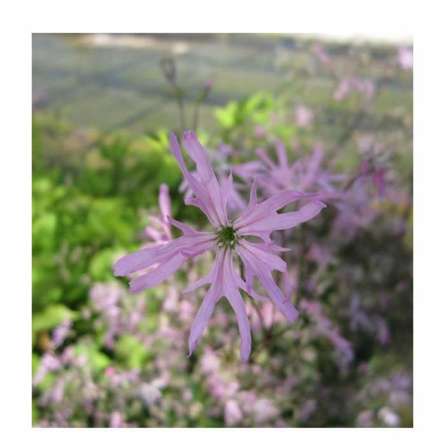 Pond Plants * | 1L Ragged Robin Lychnis Flos-Cuculi