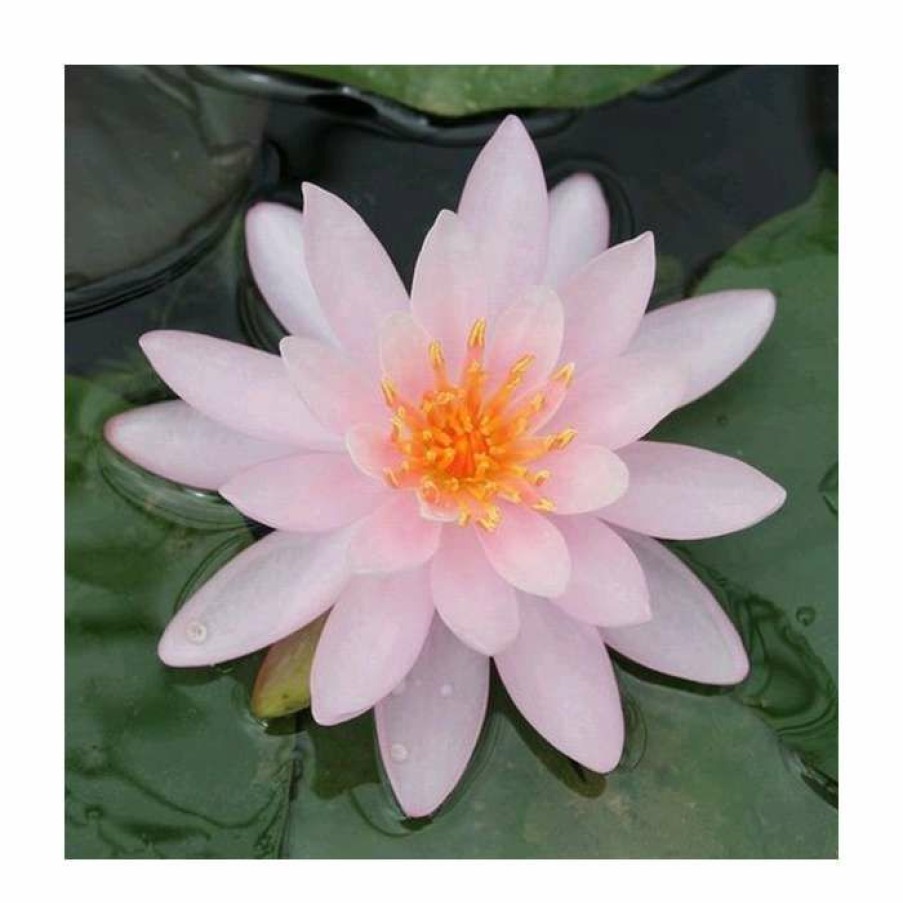 Pond Plants * | Large Water Lily 'Rose Arey' Nymphaea 'Rose Arey' 3L Pot