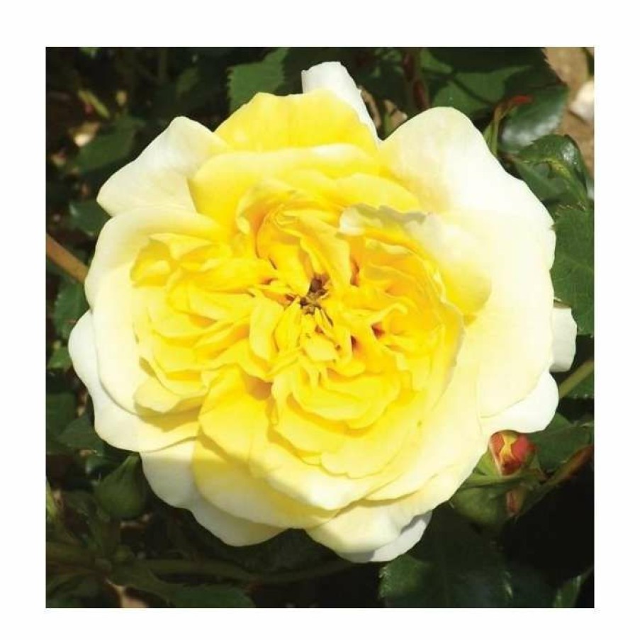 Rose Bushes * | Sun & The Heart' Potted Rose | 5L Pot