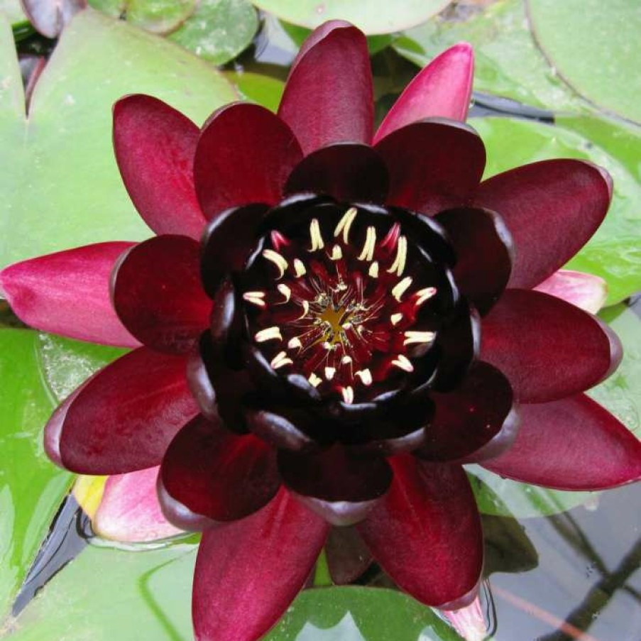 Pond Plants * | Extra Large Water Lily 'Black Princess' Nymphaea 'Black Princess' 30L Pot