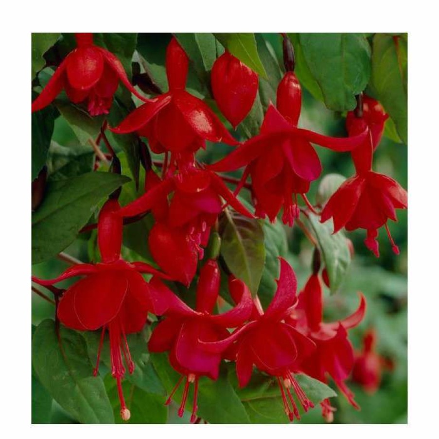 Bedding Plants * | Fuchsia 'Marinka' | 10.5Cm Pot