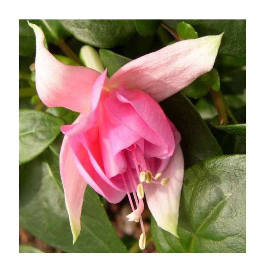 Bedding Plants * | Fuchsia 'Peachy' | 10.5Cm Pot