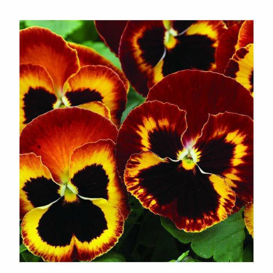 Bedding Plants * | Pansy Jumbo 'Fire' | 10.5Cm Pot