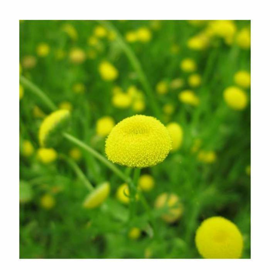 Pond Plants * | Golden Buttons | Cotula Coronopifolia