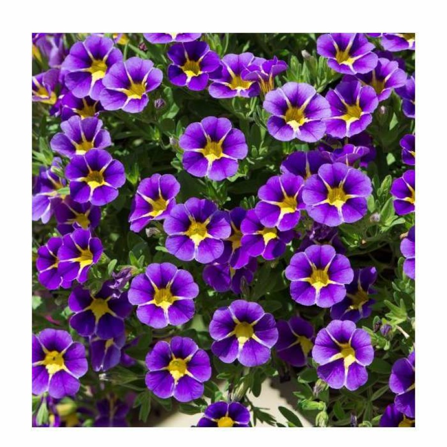 Bedding Plants * | Calibrachoa 'Starlight Blue' | Pack Of 5 Plug Plants