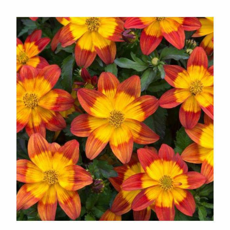 Bedding Plants * | Bidens 'Blazing Fire'| Bedding | Pack Of 5 Large Plug Plants