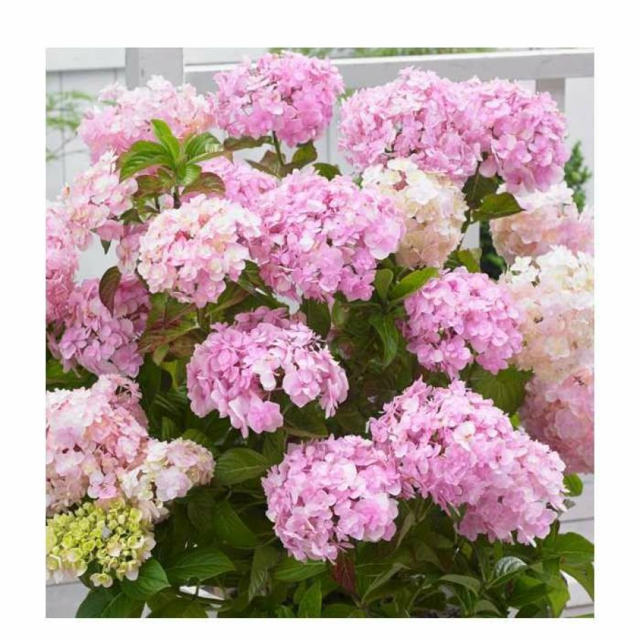 Ornamental Shrubs * | 10 15Cm Hydrangea Macrophylla 'Kazan' | 9Cm Pot