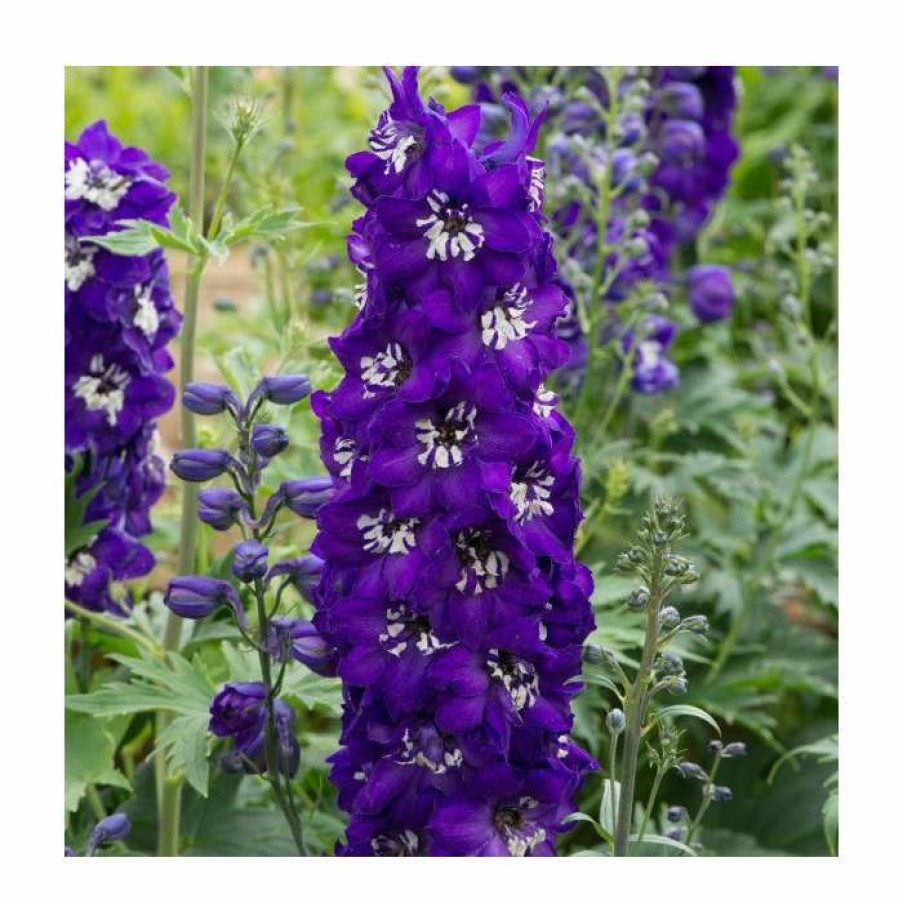 Perennial Plants * | Delphinium Elatum Magic Fountains 'Dark Blue With White Bee' | Perennial | 5 X Large Plugs