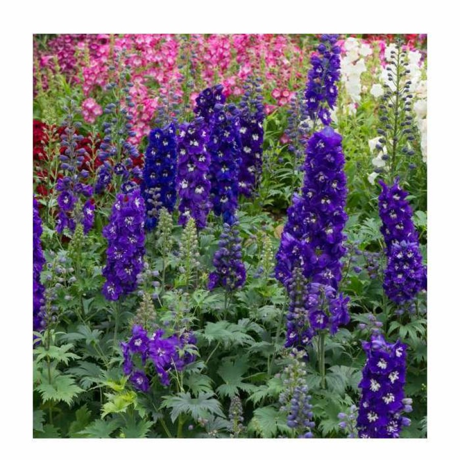 Perennial Plants * | Delphinium Elatum Magic Fountains 'Dark Blue With White Bee' | Perennial | 5 X Large Plugs