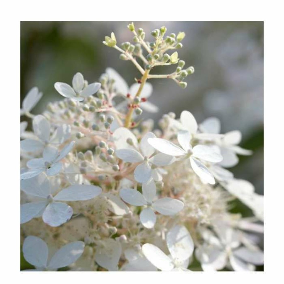 Ornamental Shrubs * | 10 15Cm Hydrangea Paniculata 'Phantom' | 9Cm Pot