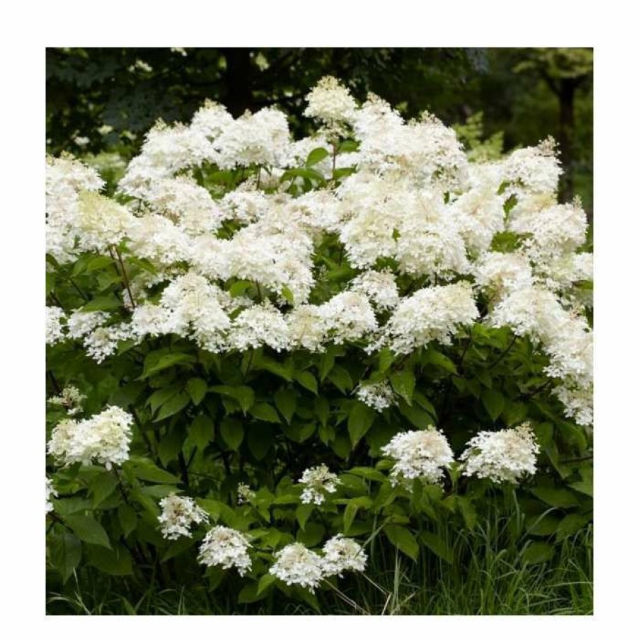 Ornamental Shrubs * | 10 15Cm Hydrangea Paniculata 'Phantom' | 9Cm Pot