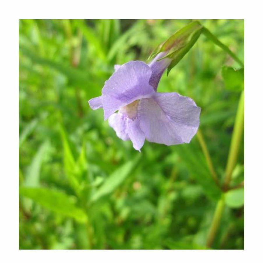 Pond Plants * | Allegheny Monkey Flower | Mimulus Ringens