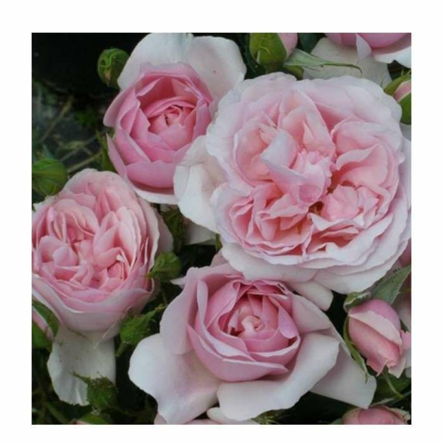 Rose Bushes * | Natasha Richardson' Bush Rose 4L Pot