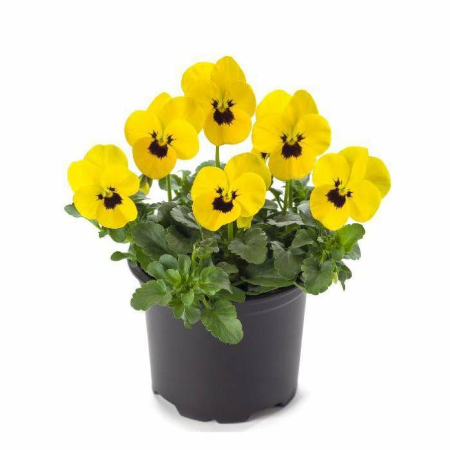 Bedding Plants * | Pansy 'Yellow Blotch' | 10.5Cm Pot