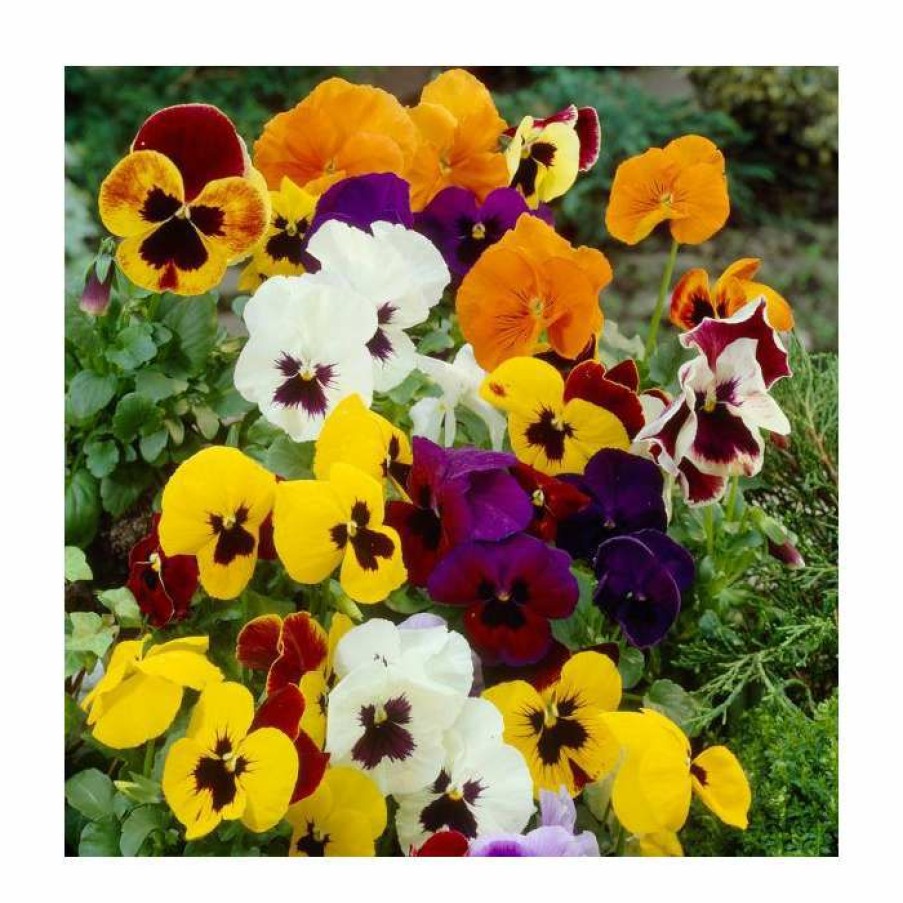 Bedding Plants * | Vibrant Viola Collection | 6 X 9Cm Pots