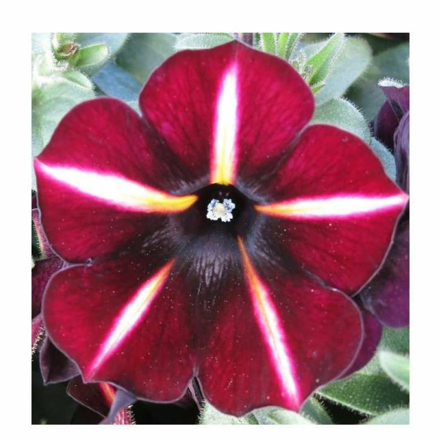 Bedding Plants * | Petunia Prettyoonia 'Black Cherry Stripes' | 9Cm Pot