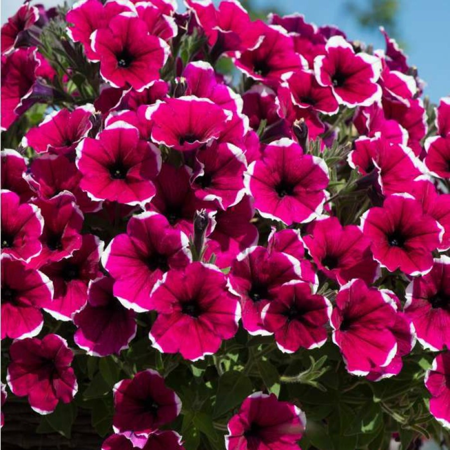 Bedding Plants * | Petunia Cascadia 'Rim Cherry' | Bedding | 5 X Large Plugs