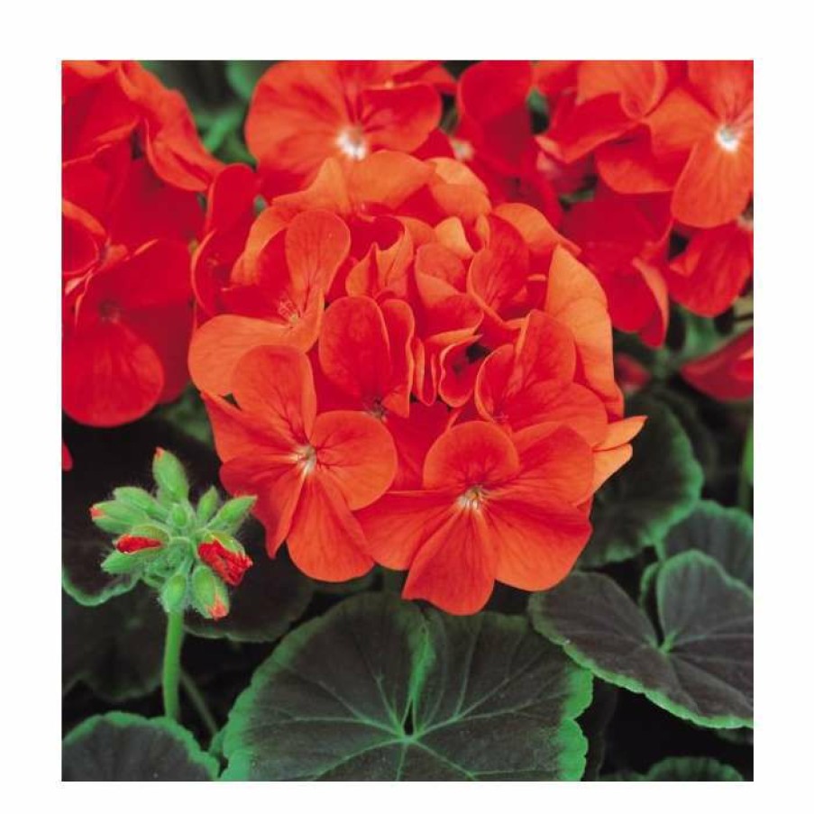 Bedding Plants * | Geranium 'Bullseye Scarlet' | Pack Of 5 Plug Plants