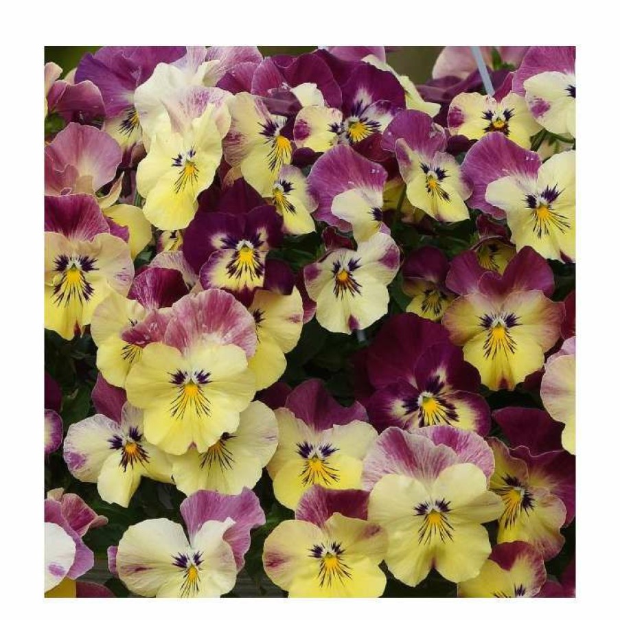 Bedding Plants * | Pansy Cool Wave 'Strawberry Swirl' | 10.5Cm Pot