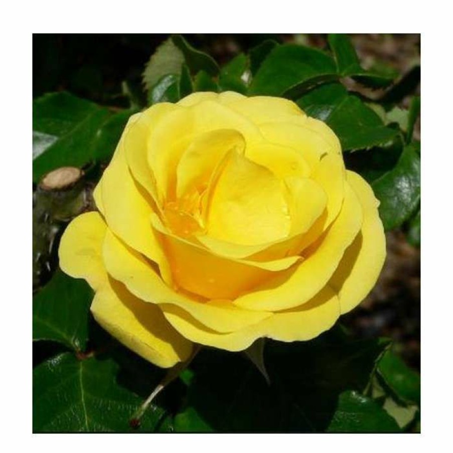 Ornamental Shrubs * | Freedom' Bush Rose 4L Pot