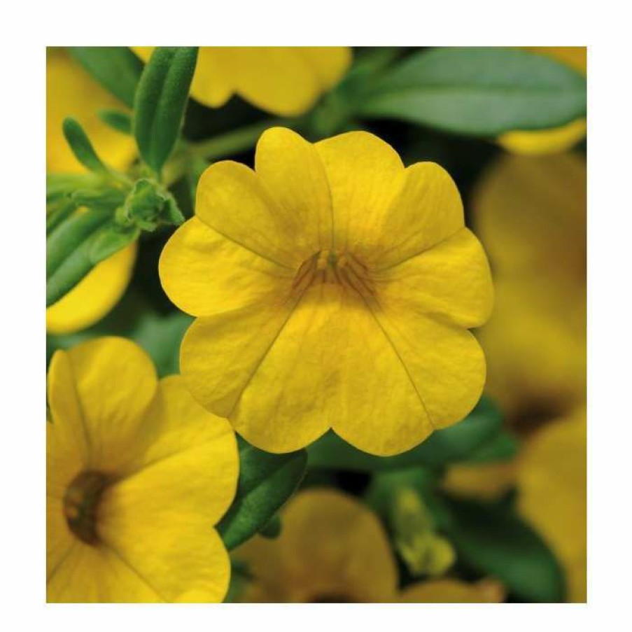 Bedding Plants * | Calibrachoa 'Cabaret Yellow' | Pack Of 5 Plug Plants