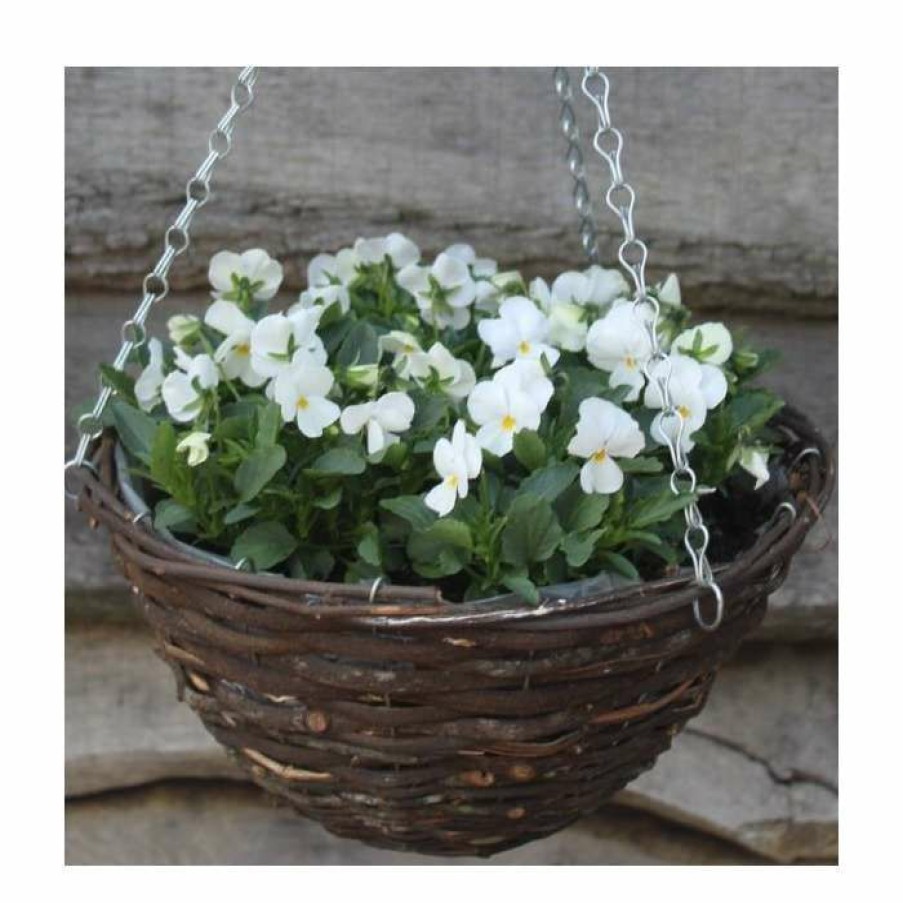 Bedding Plants * | Viola 'White Petite' | 30Cm Rattan Hanging Basket