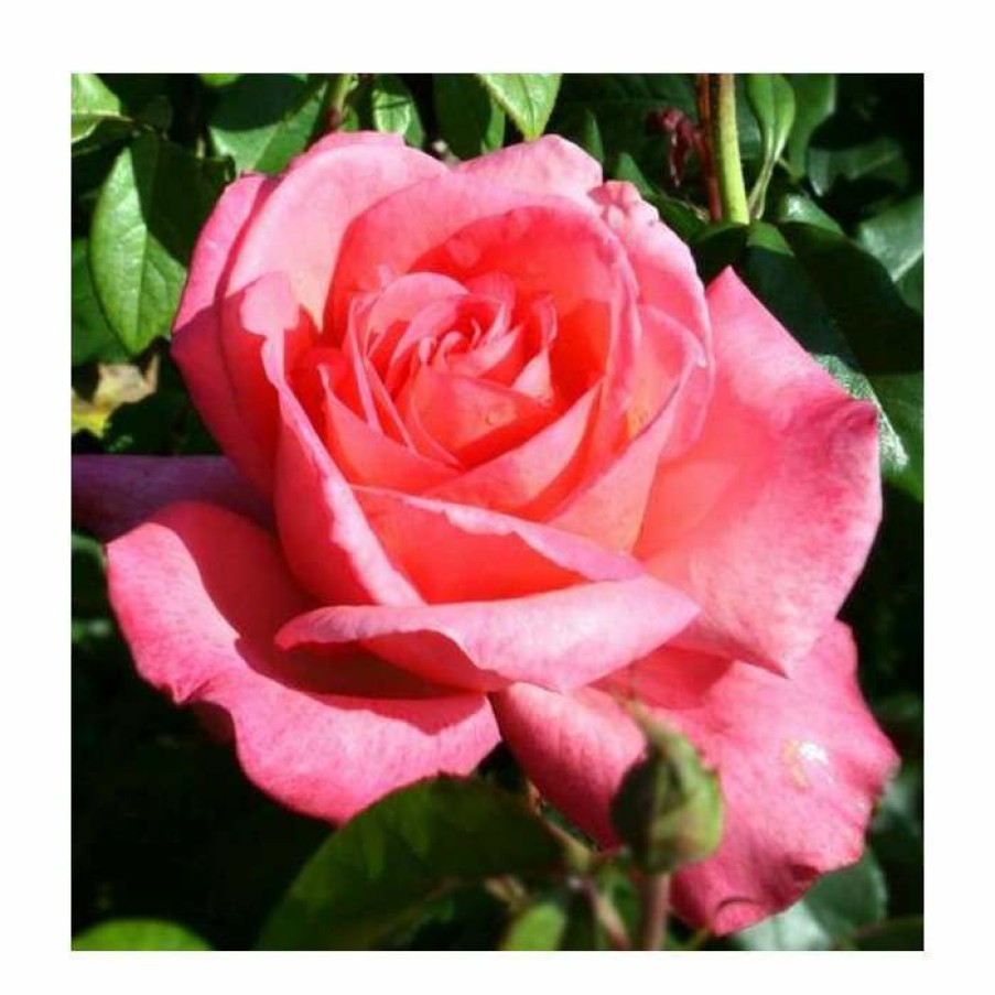 Ornamental Shrubs * | Lovely Lady' Bush Rose 4L Pot