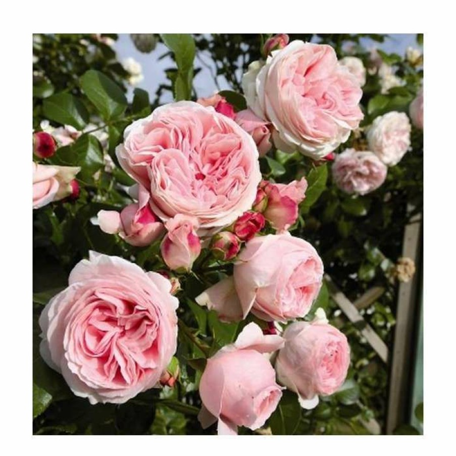 Rose Bushes * | Giardina' Climber Rose 5.5L Pot